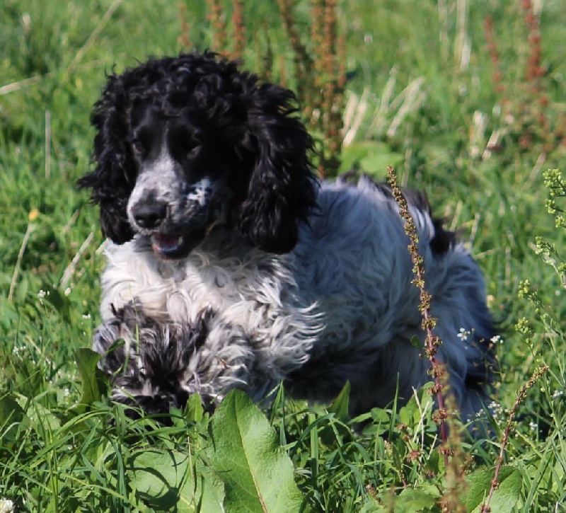 CH. Lady lucy des Grandes Pattes