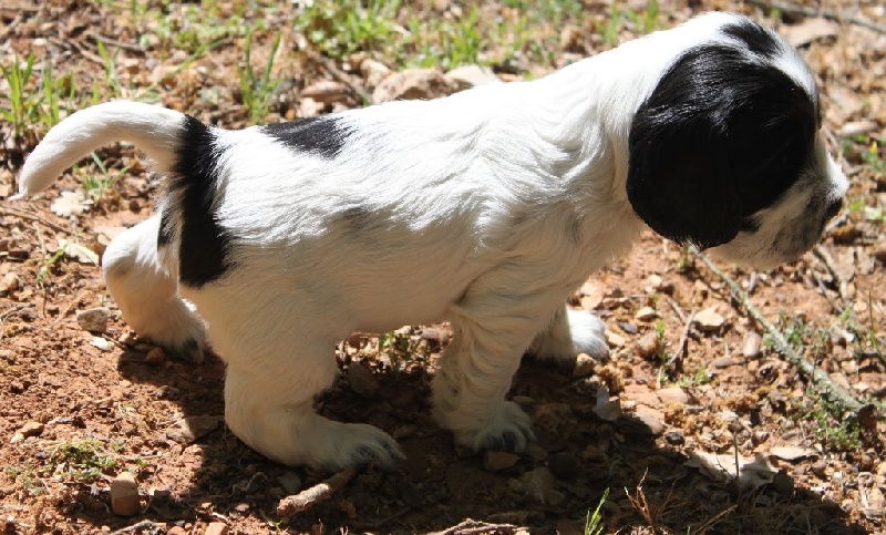 CH. Lady lucy des Grandes Pattes