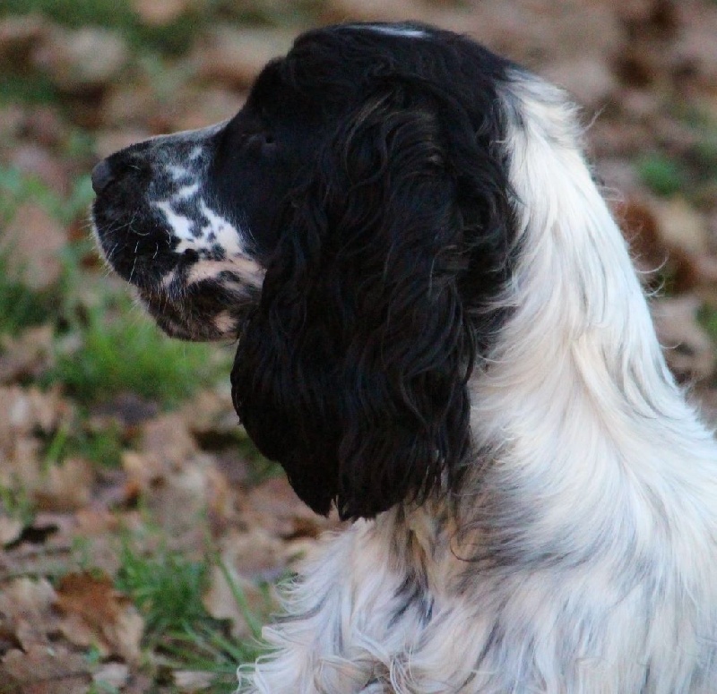 CH. Lady lucy des Grandes Pattes