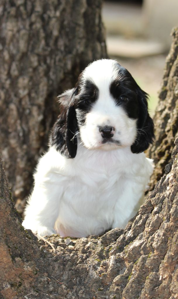 des Grandes Pattes - Chiots disponibles - Cocker Spaniel Anglais