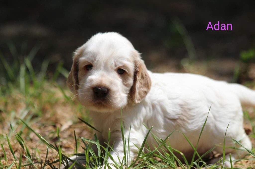 des Grandes Pattes - Chiots disponibles - Cocker Spaniel Anglais
