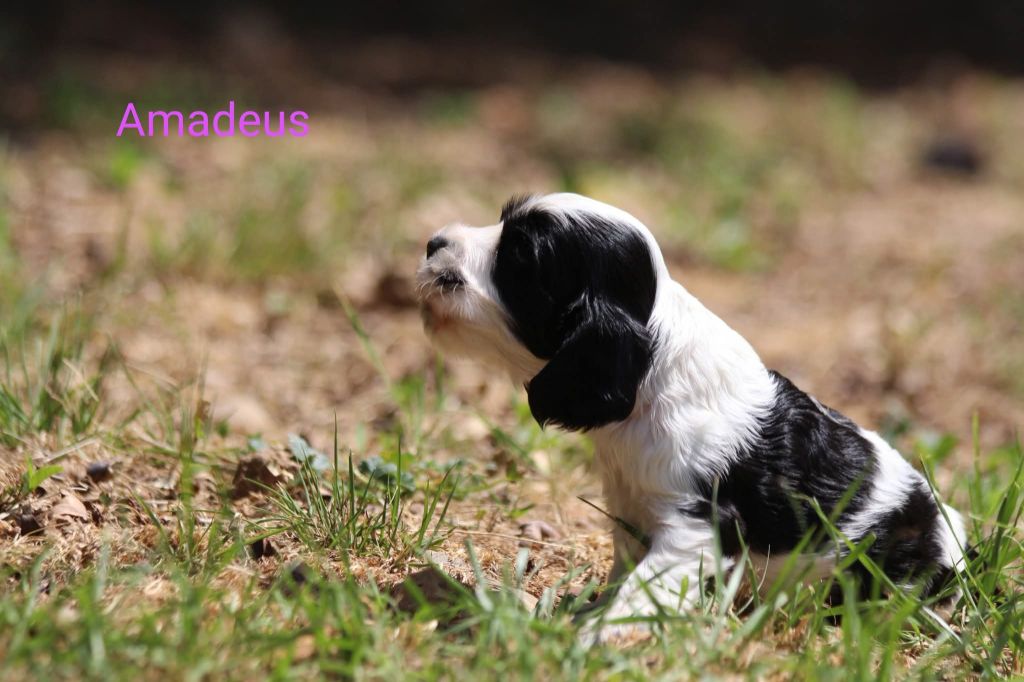 des Grandes Pattes - Chiots disponibles - Cocker Spaniel Anglais