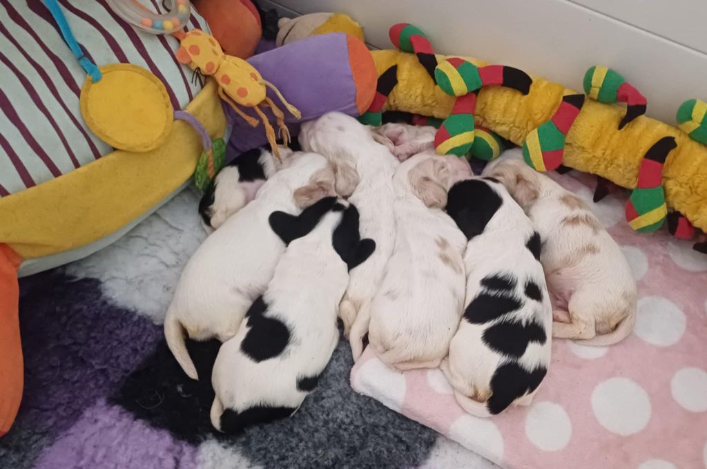 des Grandes Pattes - Chiots disponibles - Cocker Spaniel Anglais