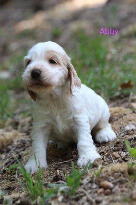 CHIOT 5