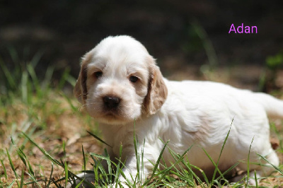 CHIOT 1
