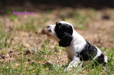 CHIOT 2