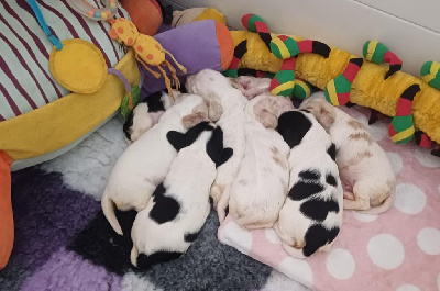 CHIOT 5