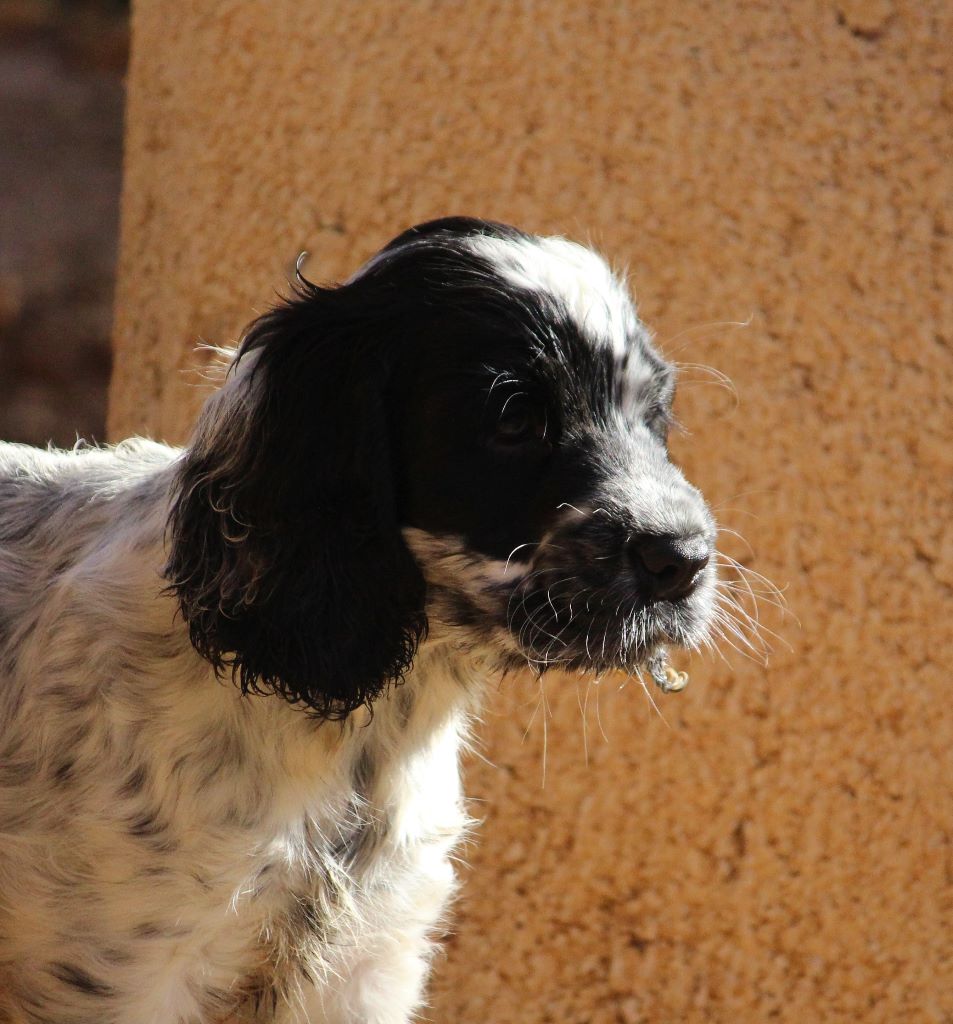 CHIOT